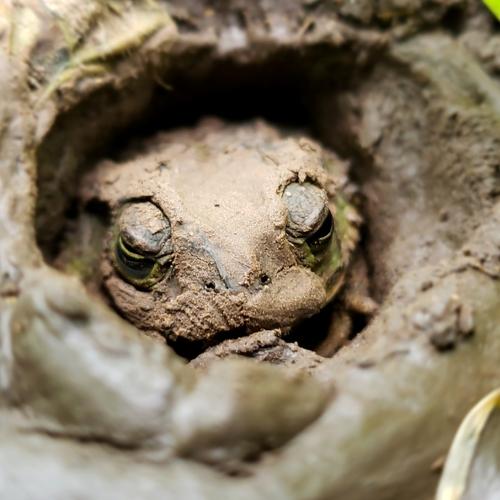 Little Frog