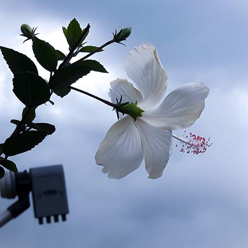 Photo #4568983