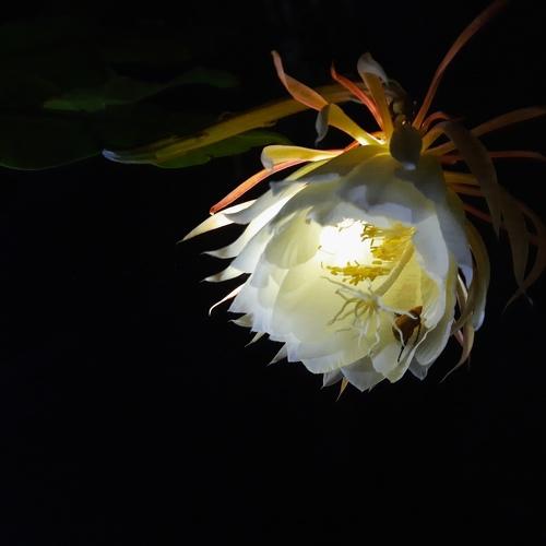 Beetil in Night Queen