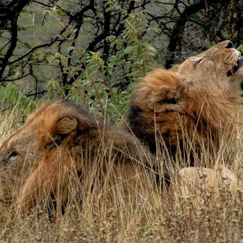 Photo #4569842