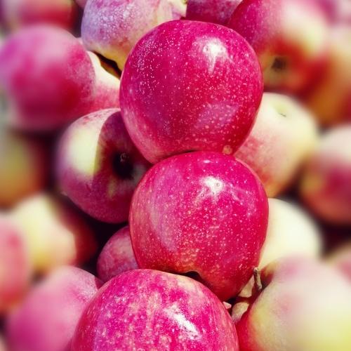 Photo #4569847