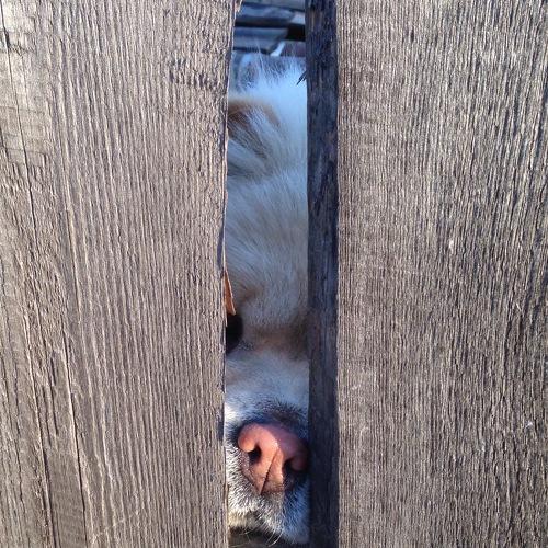 Photo #4569919
