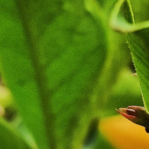 Macro Shot(without lens)