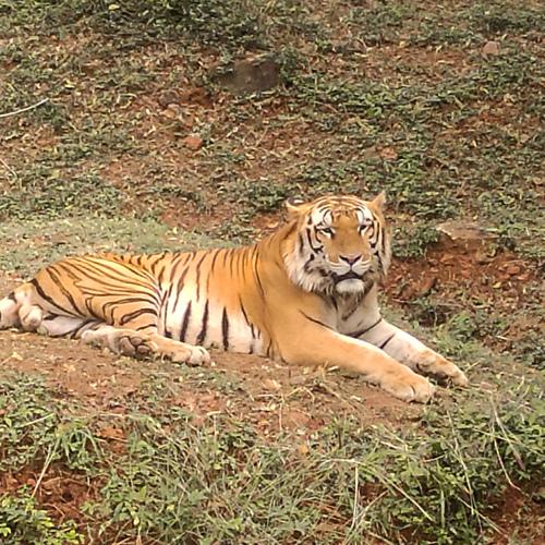Photo #4571042