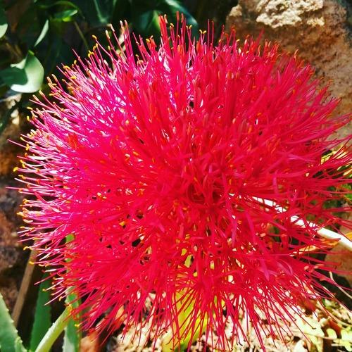 Lirio en jardín de Casa.