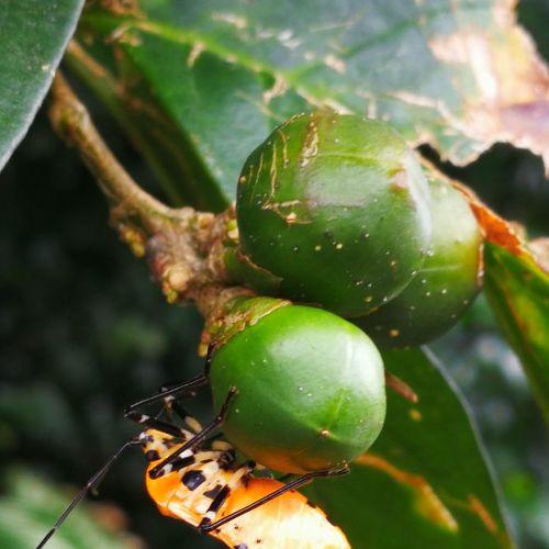Nezara viridula