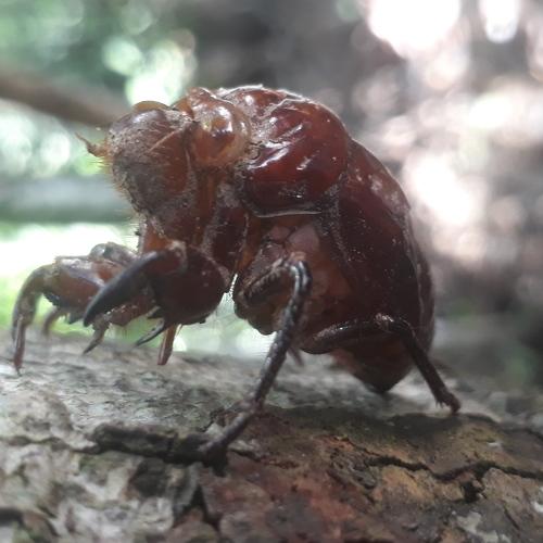 Cicadidae