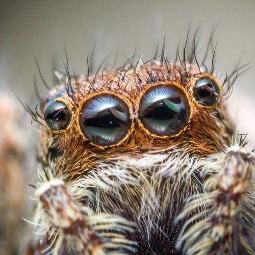 Spider eyes super macro