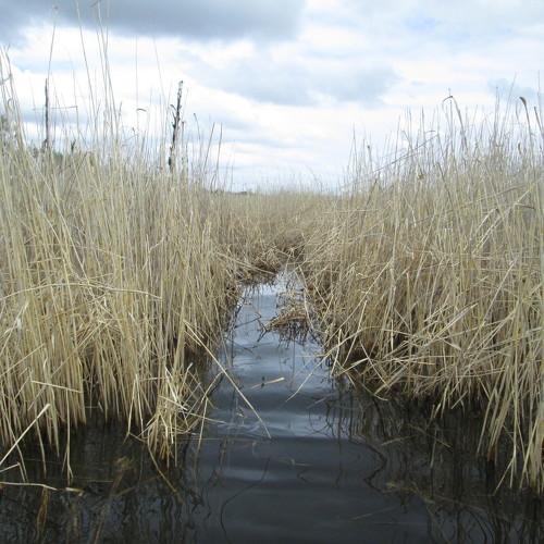 Photo #4572934