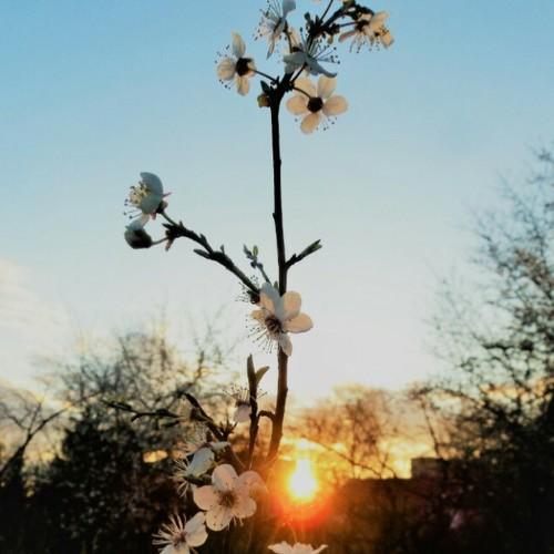 Photo #4573302