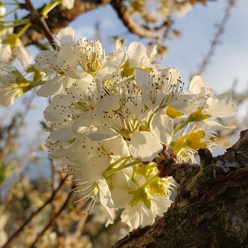 Apple blossom.