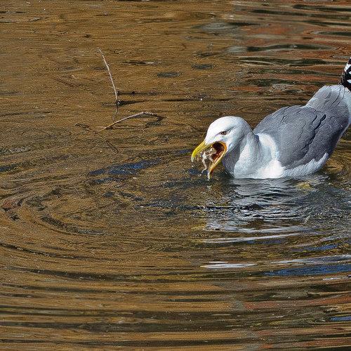 Photo #4574458
