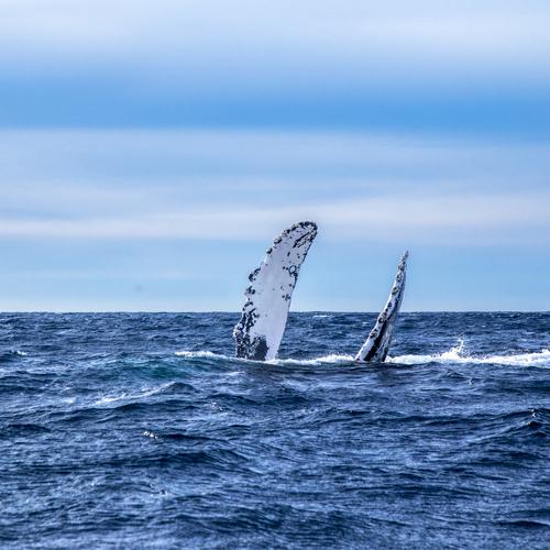 Humpback whale