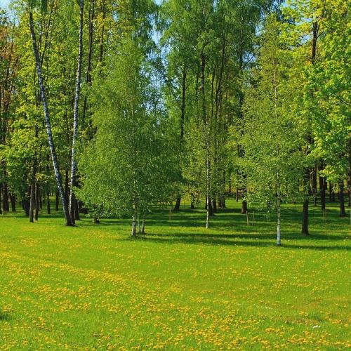 Весенняя природа.