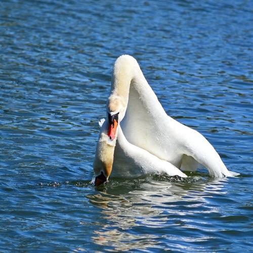 Photo #4575502