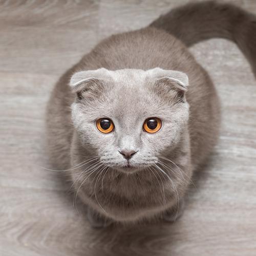 Photo #4576163