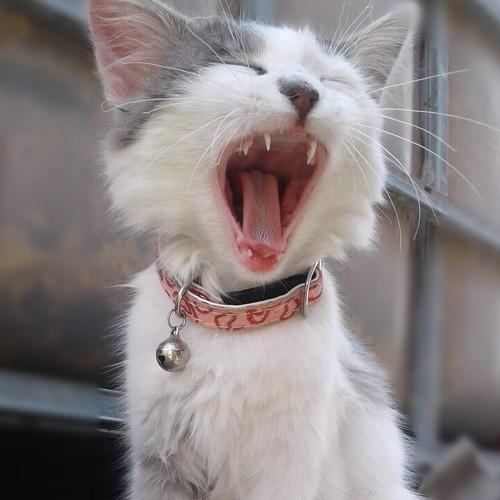 Photo #4576753