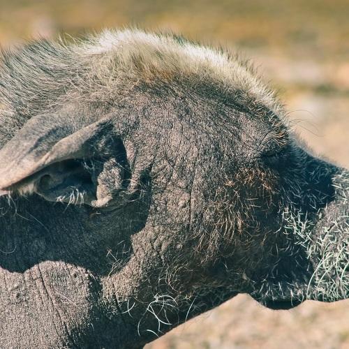 Xoloitzcuintle