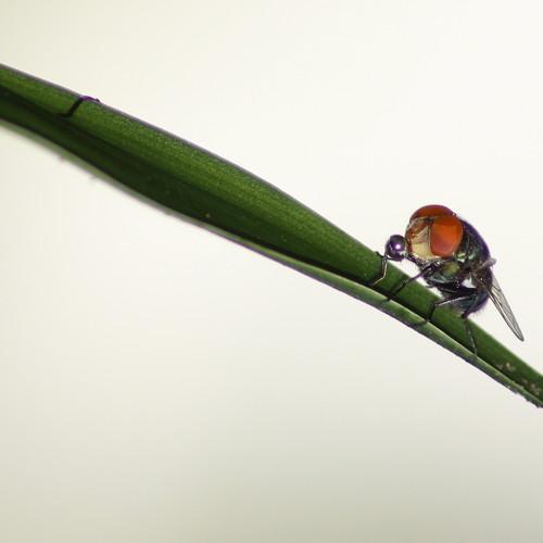 fly in the edge with water
