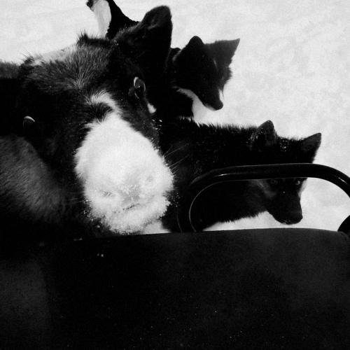 Photo #4577290