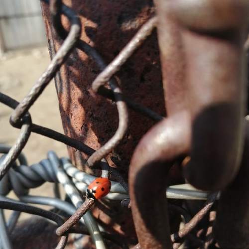 Photo #4577590