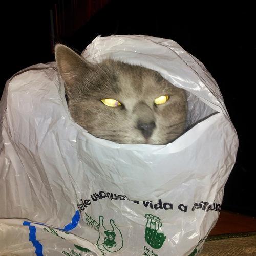 Photo #4577804