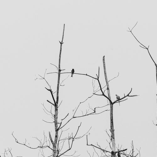 Tree with birds without leaves