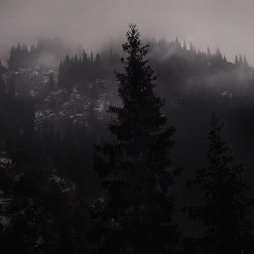 Photo #4578505