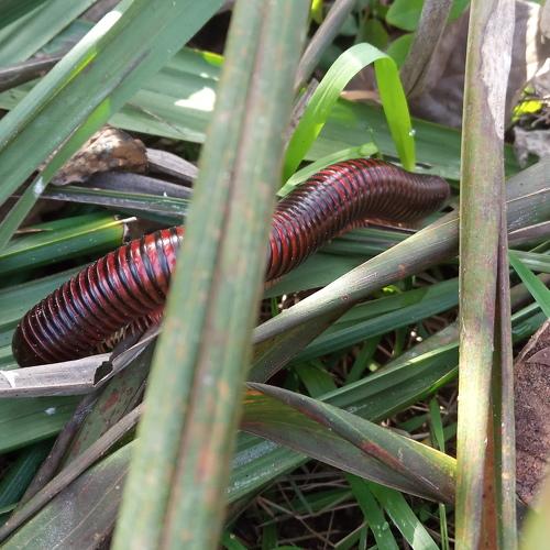 Mille-pattes