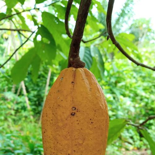 Photo #4578908