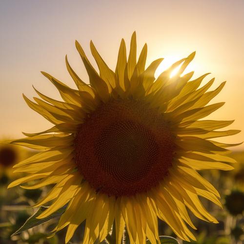 Photo #4579690
