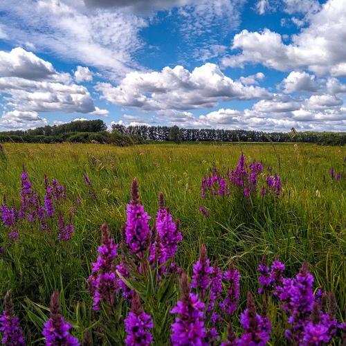 Photo #4580047