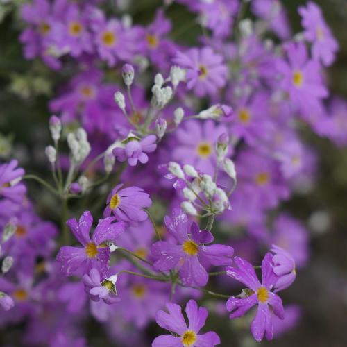 Flower in mountains