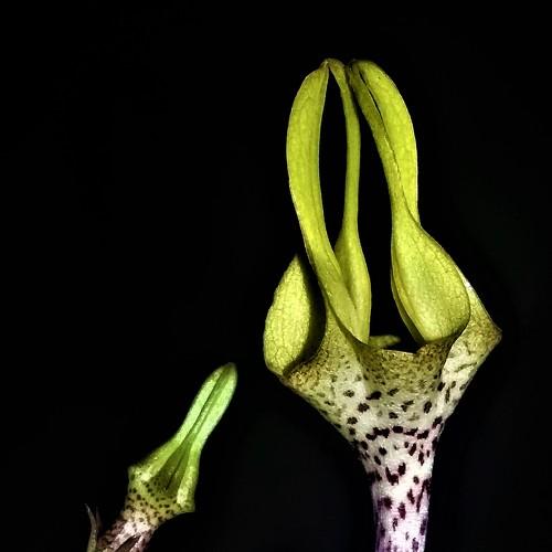 CEROPEGIA JUNCEA