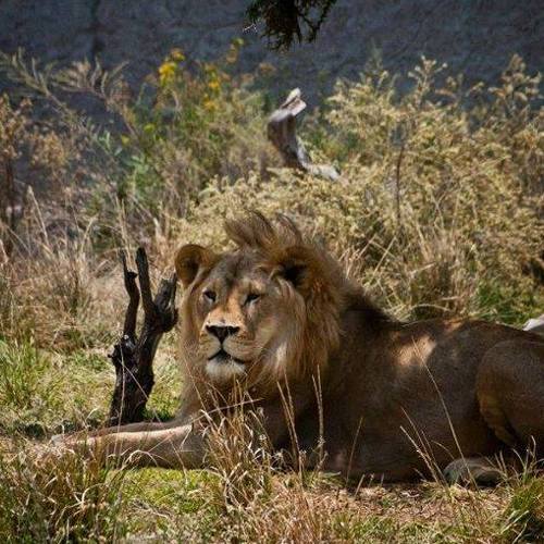 Photo #4581164