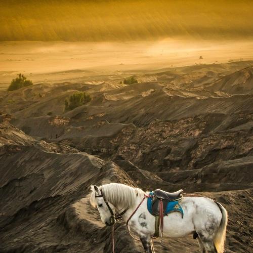 Bromo Horse
