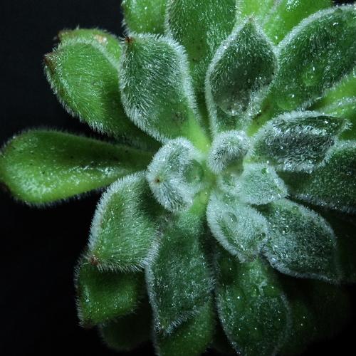 Photo #4582926