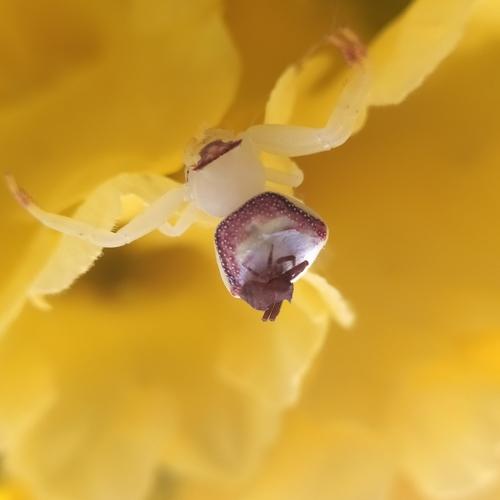 Photo #4583034