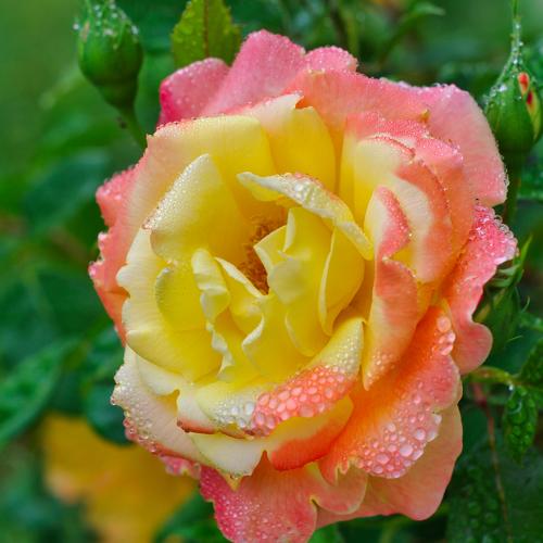 Photo #4583857