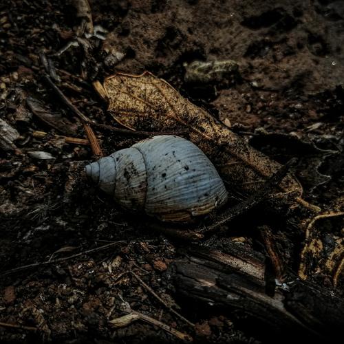 Photo #4583947
