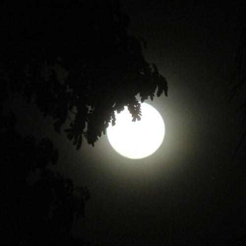 Photo #4584638