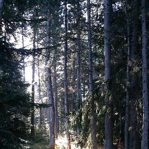 Photo #4584648