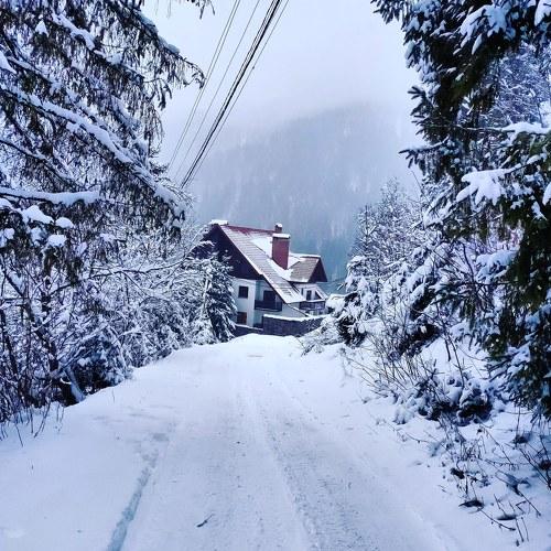 Photo #4584748