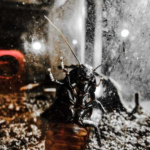 Antonio, the cockroach