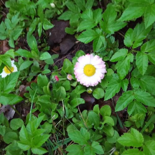 Photo #4585142