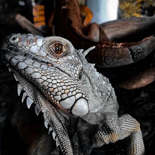 Iguana