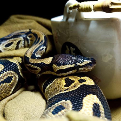 Viper the phyton
