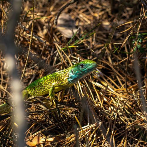 Photo #4585380