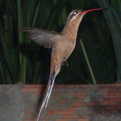 Photo #4585516