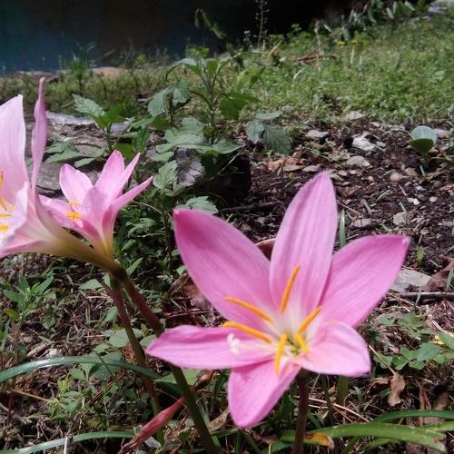 beauty of flower
